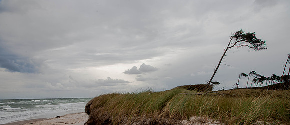 Weststrand - Windflüchter