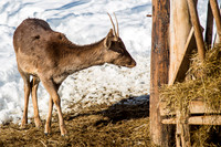 Wildgehege Walcherhof