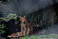 Wildpark Mautern