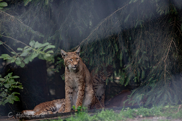 Wildpark Mautern