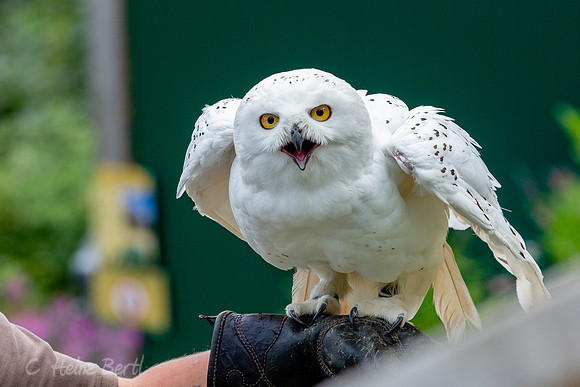 Wildpark Mautern