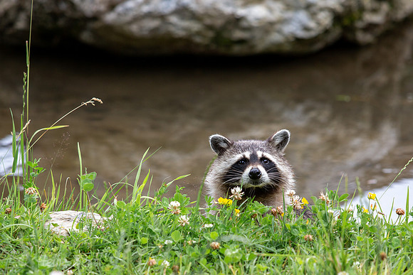 Wildpark Mautern