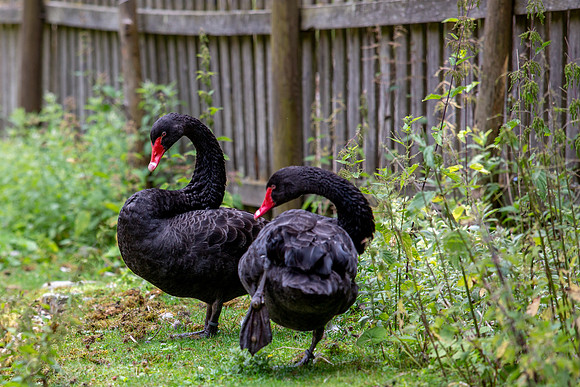 Wildpark Mautern