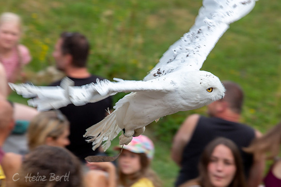 Wildpark Mautern