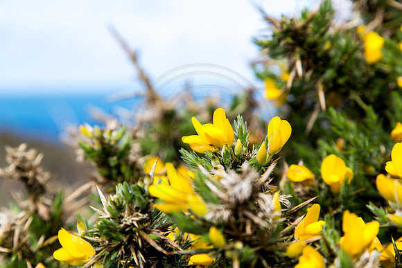 Lands End
