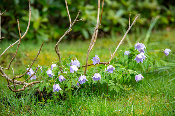 Schottland, Dunvegan Castle and Gardens, Isle of Skye