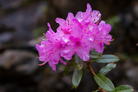 Schottland, Dunvegan Castle and Gardens, Isle of Skye