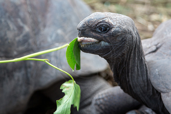 Seychellen_2015_LaDigue-1379