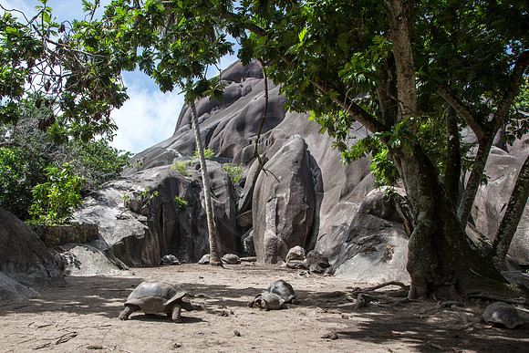 Seychellen_2015_LaDigue-1393