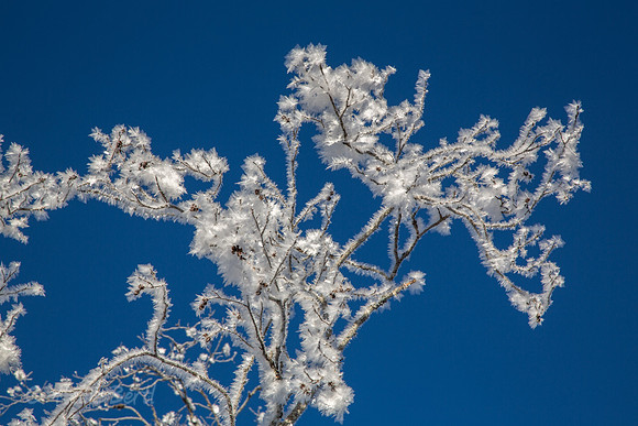 Winter-Schnee-Kristalle-20170129-0076