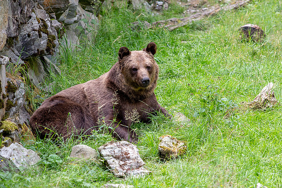Wildpark Mautern