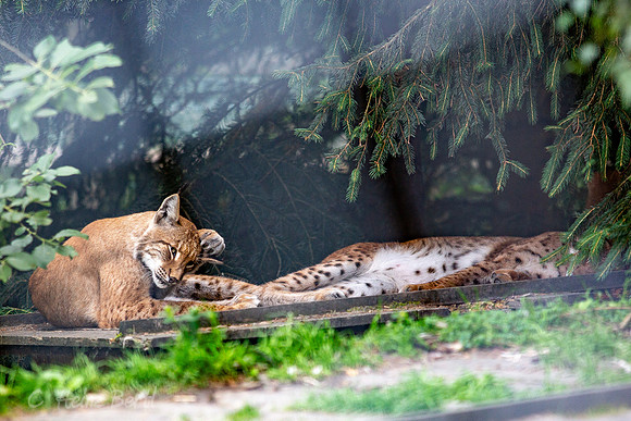 Wildpark Mautern