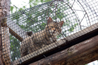 Wildpark Mautern