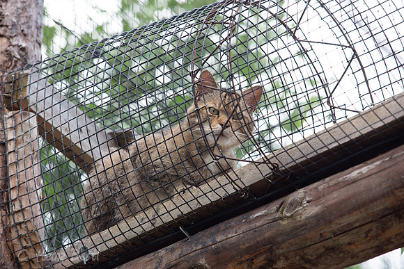 Wildpark Mautern