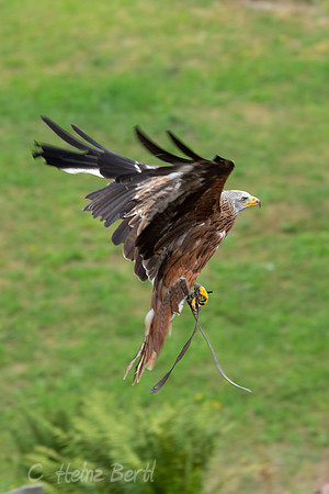Wildpark Mautern