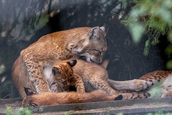 Wildpark Mautern