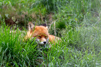 Wildpark Mautern