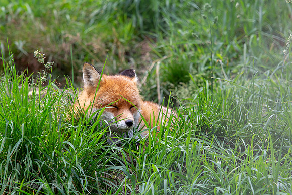 Wildpark Mautern