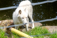 Wildpark Mautern
