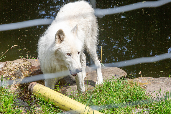Wildpark Mautern