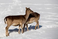 Tiere