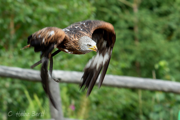 Wildpark Mautern