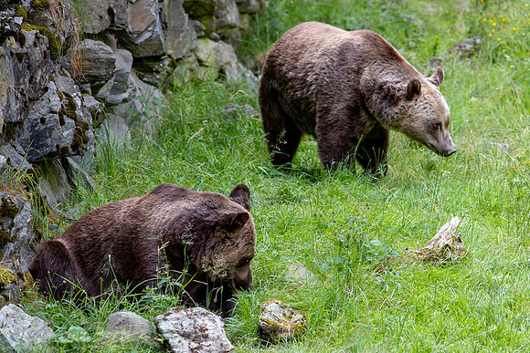 Wildpark Mautern