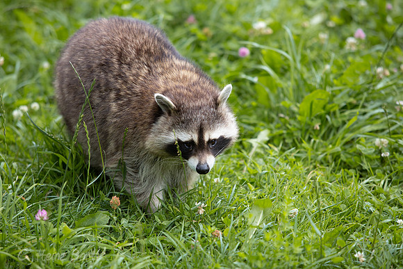Wildpark Mautern