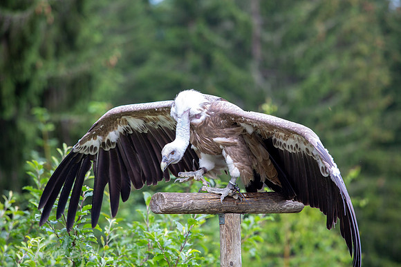 Wildpark Mautern