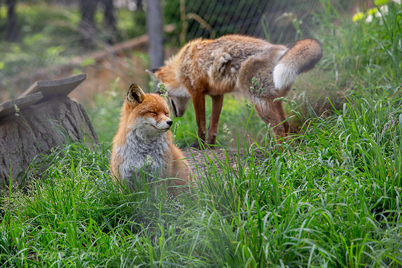 Wildpark Mautern