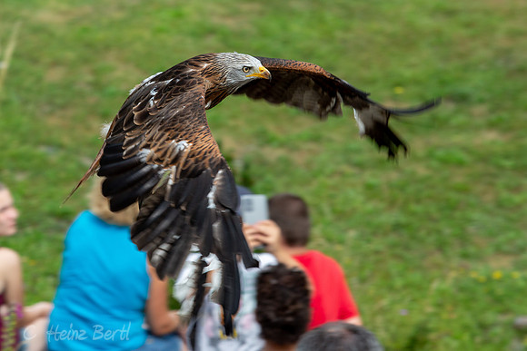 Wildpark Mautern