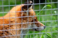 Wildpark Mautern