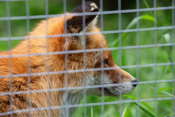 Wildpark Mautern