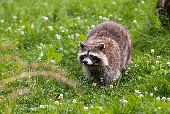 Wildpark Mautern