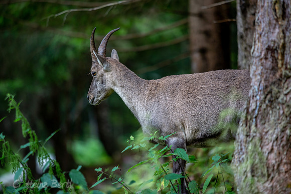 Wildpark Mautern