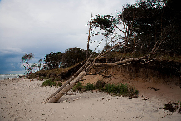 Weststrand - Windflüchter