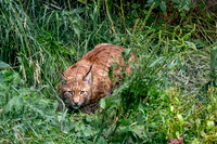 Wildpark Mautern