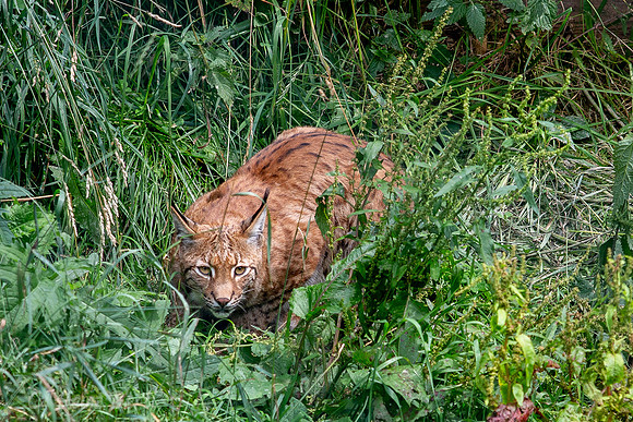 Wildpark Mautern