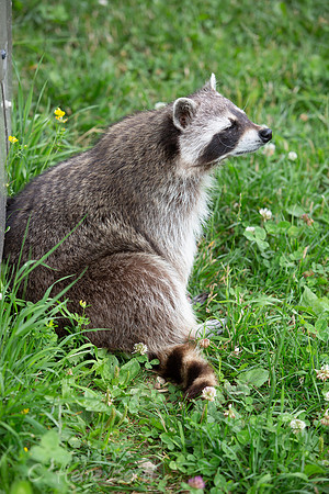 Wildpark Mautern