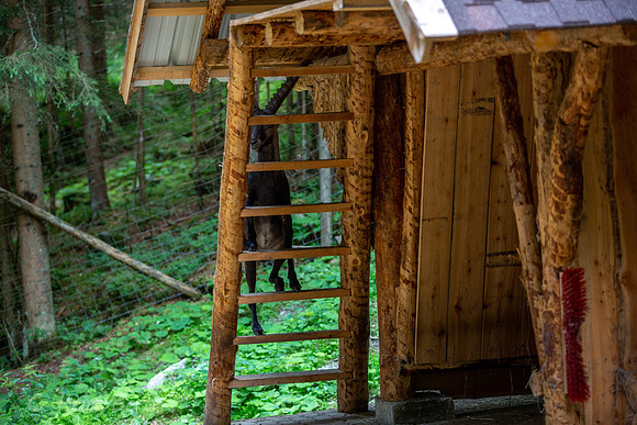 Wildpark Mautern