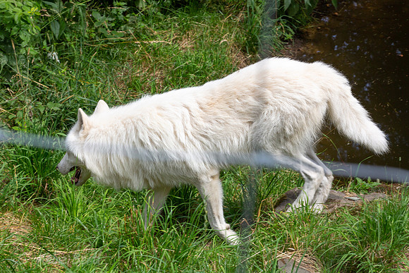 Wildpark Mautern