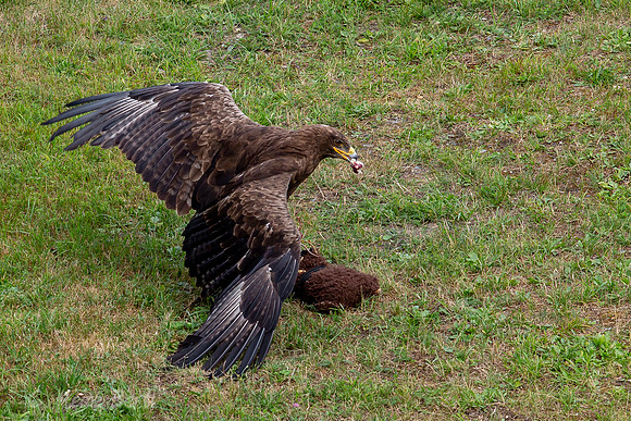 Wildpark Mautern