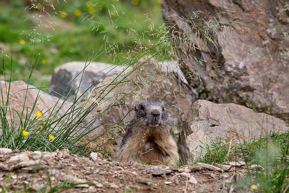 Wildpark Mautern