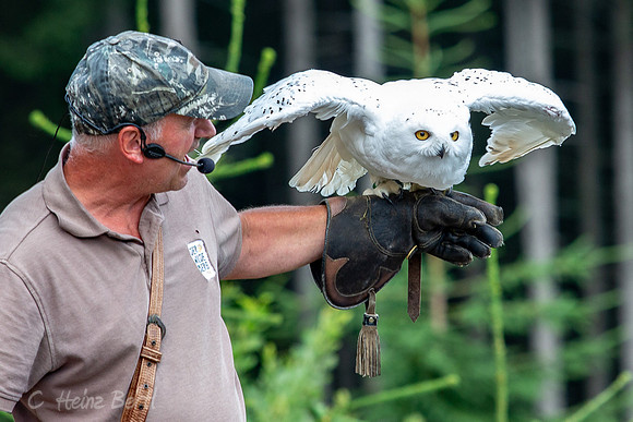 Wildpark Mautern