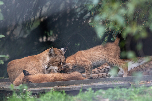 Wildpark Mautern