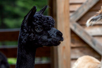 Wildpark Mautern