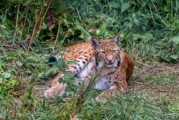 Wildpark Mautern