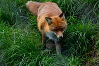 Wildpark Mautern