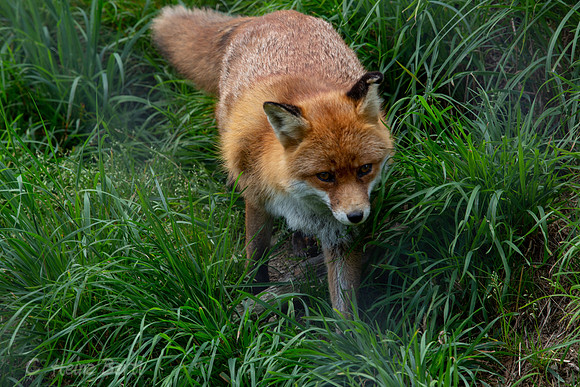 Wildpark Mautern