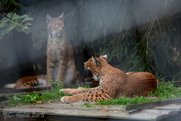 Wildpark Mautern